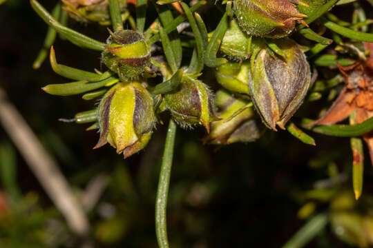 Hibbertia striata (Steud.) K. R. Thiele resmi