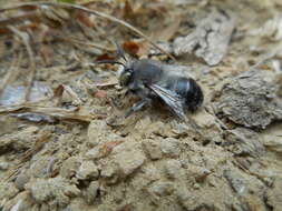 Слика од Anthophora edwardsii Cresson 1879