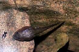 Image of Ankafana Madagascar Frog