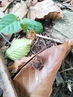 Image of dwarf stream toad