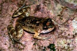 Image of Ankafana Madagascar Frog