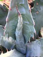 Слика од Agave sobria Brandegee