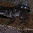 Image of Madagascar Frog