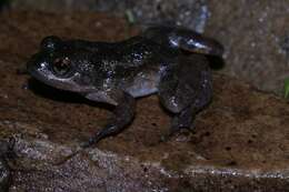 Image of Madagascar Frog