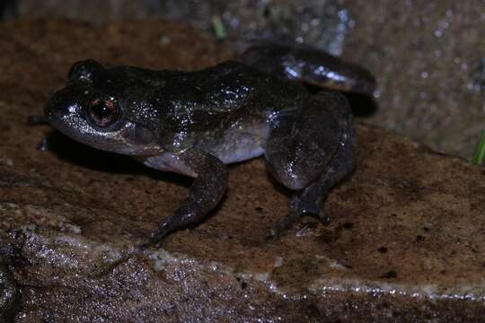 صورة Mantidactylus pauliani Guibé 1974