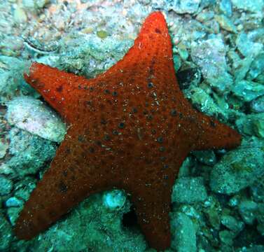 Image of Anthaster valvulatus (Muller & Troschel 1843)