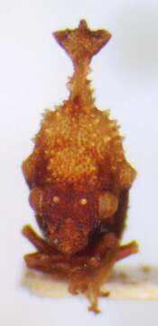 Image of Hypsoprora coronata Fabricius