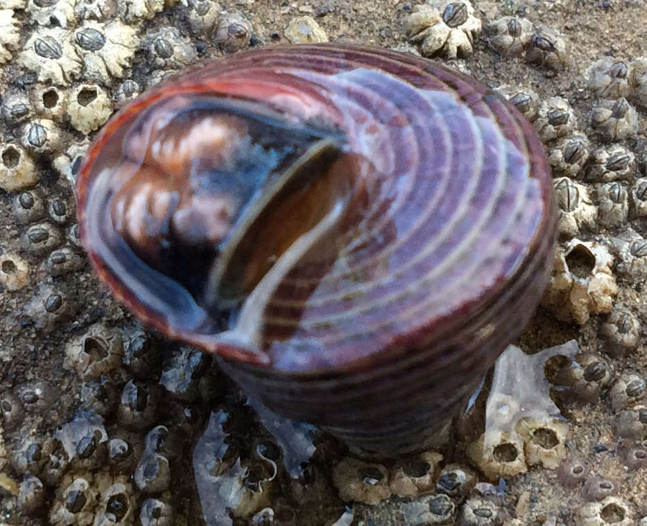 Image of Blue Top Snail