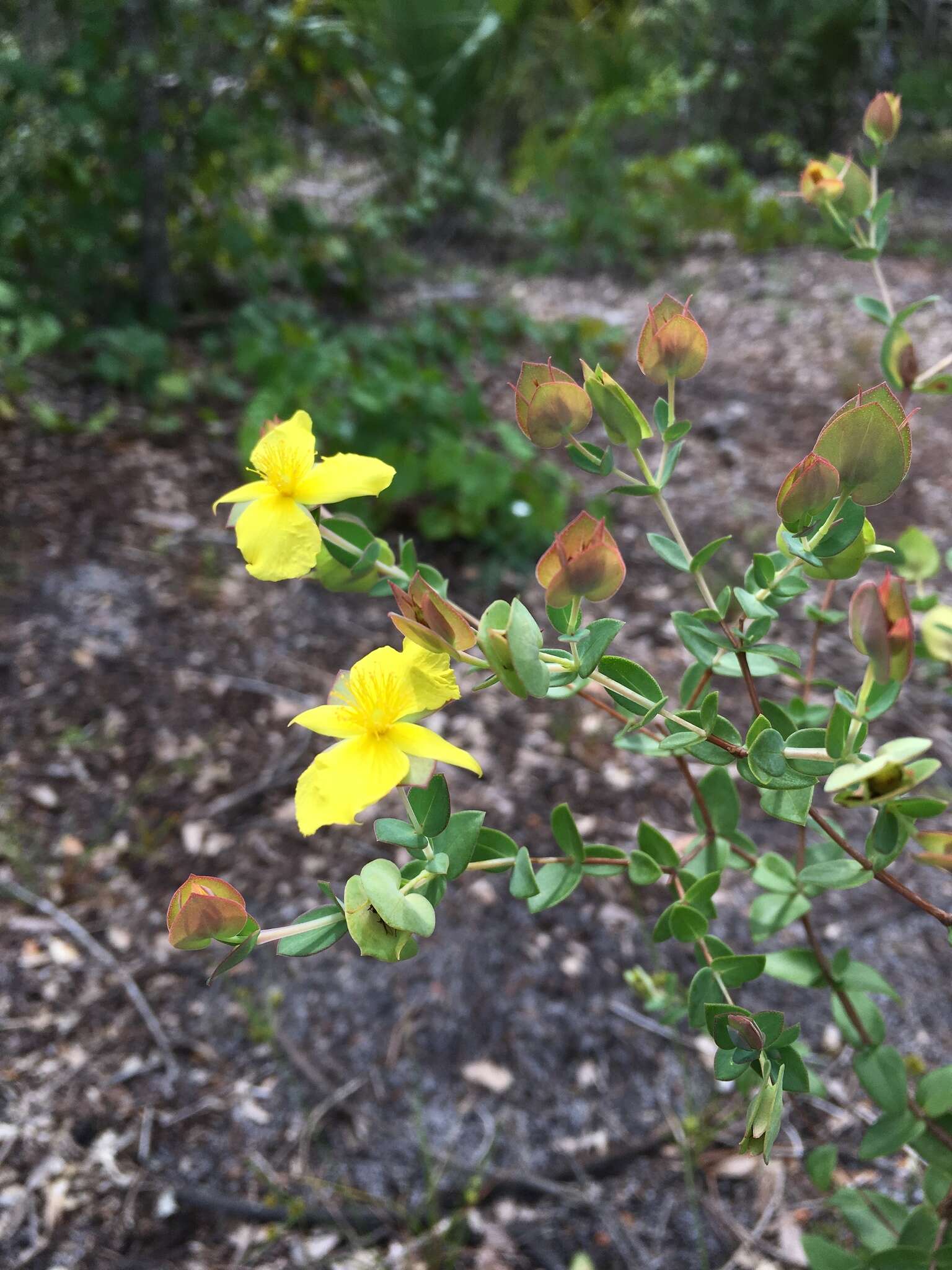 Plancia ëd Hypericum tetrapetalum Lam.