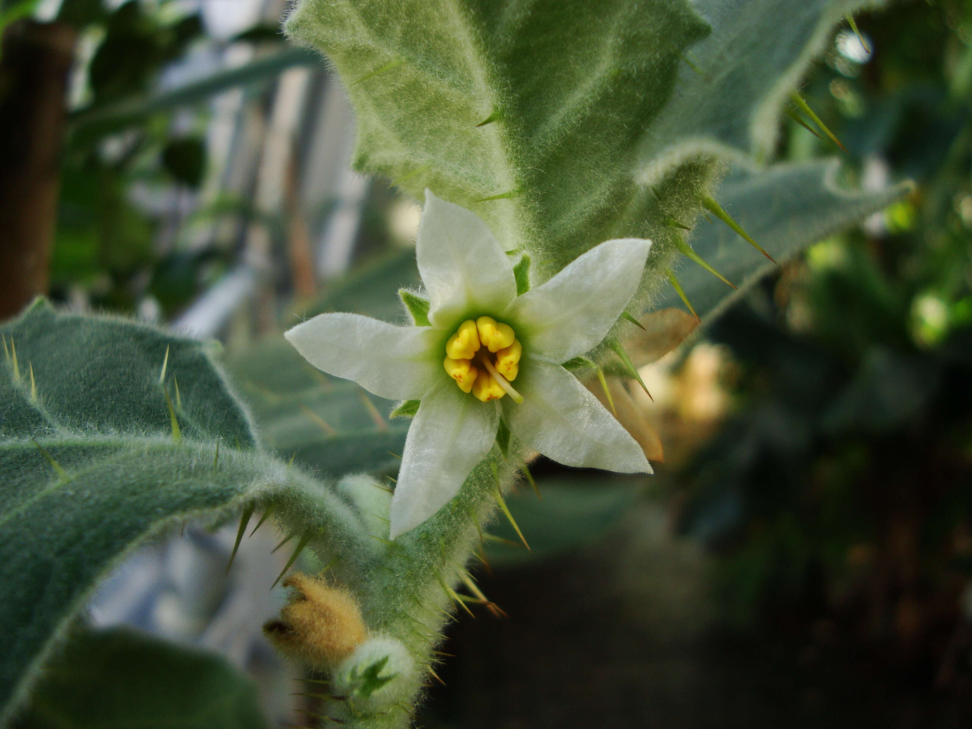 Image de Solanum pseudolulo C. B. Heiser