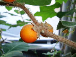 Image de Solanum pseudolulo C. B. Heiser