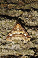 Image of mottled umber