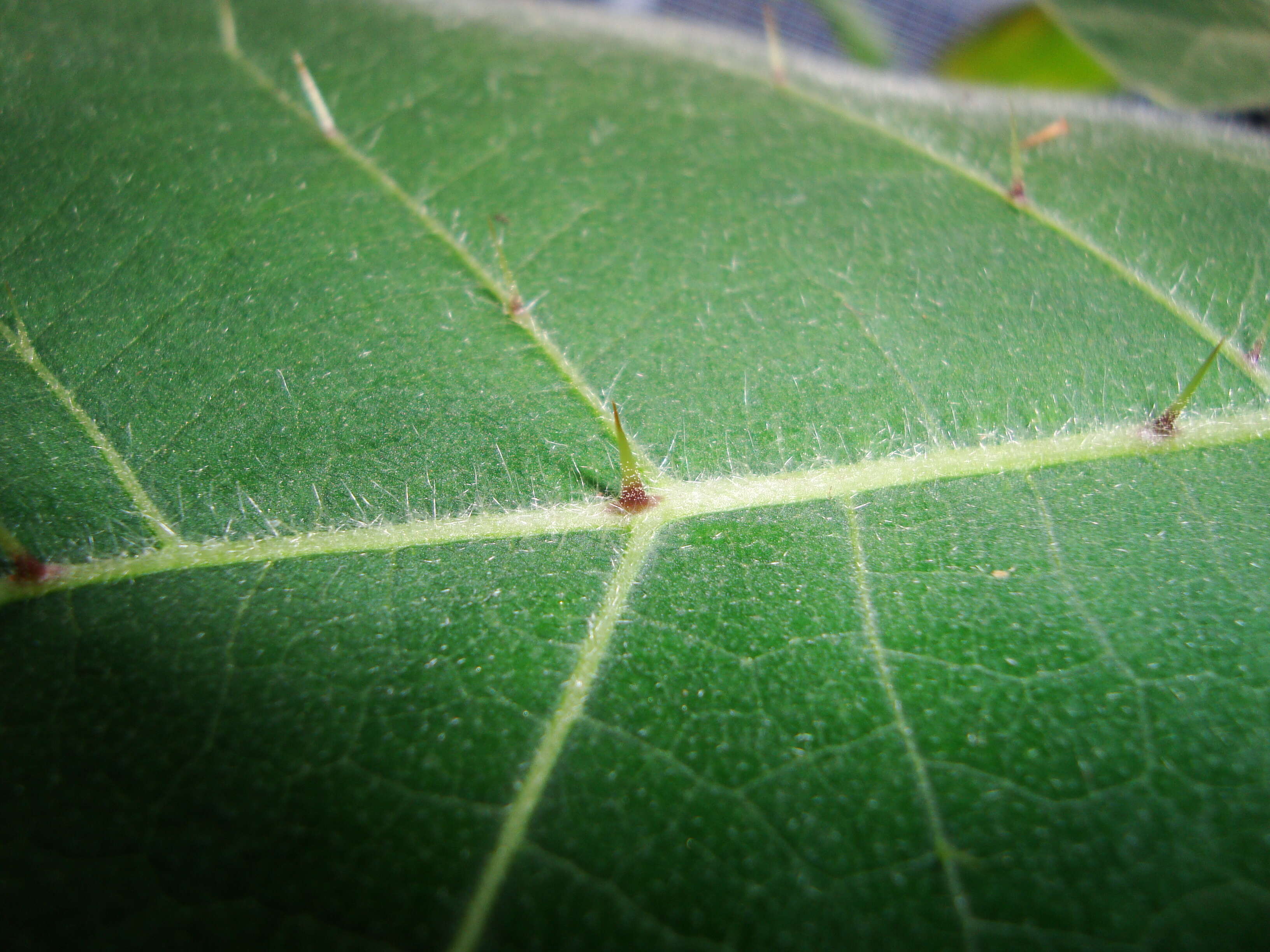 Image de Solanum pseudolulo C. B. Heiser