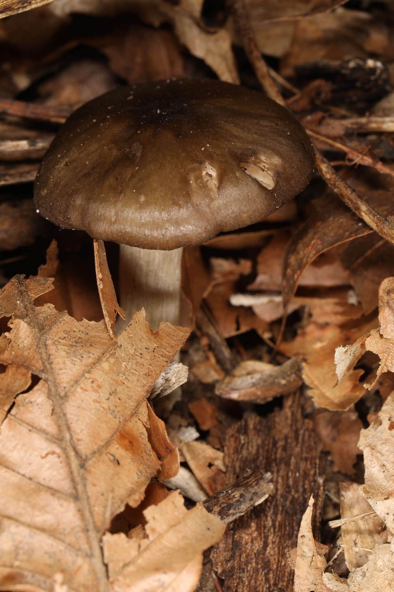 Image of Teunomyces atbi (S. O. Suh, N. H. Nguyen & M. Blackw.) Kurtzman & M. Blackw. 2016