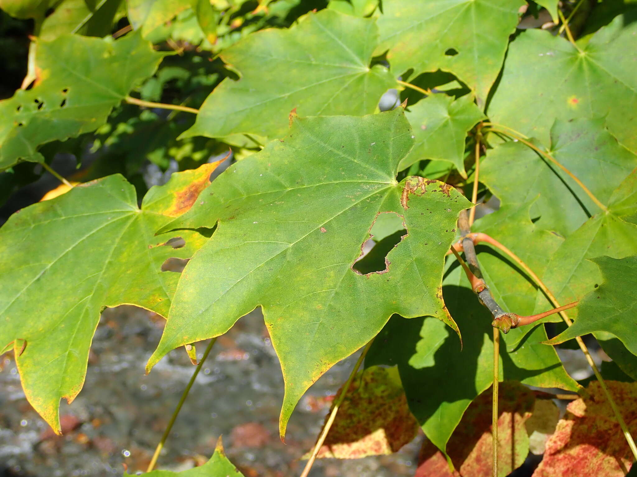 Image of Acer pictum C. P. Thunberg ex A. Murray