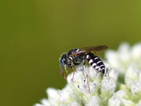 Image of Philanthus politus Say 1824