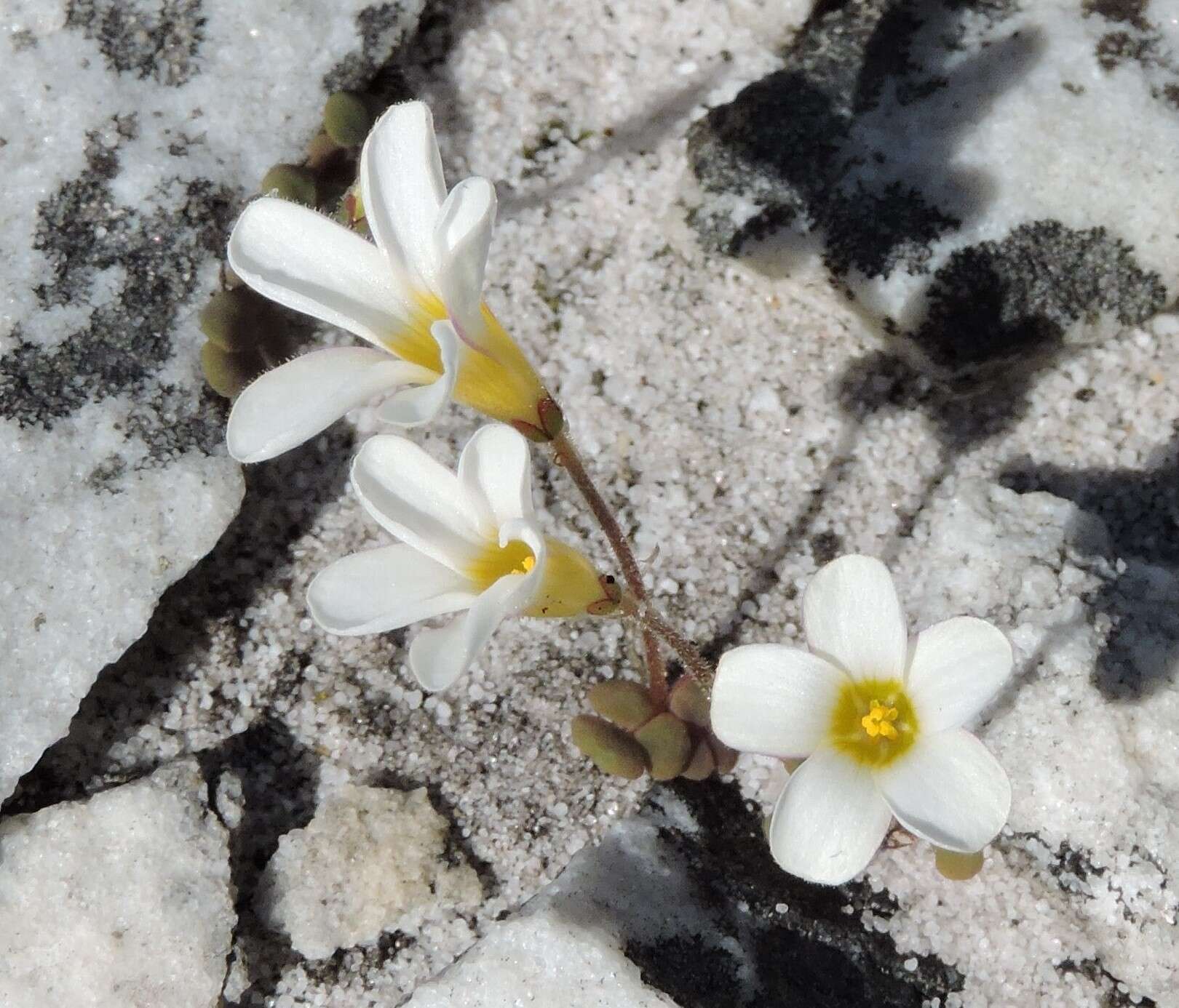 Sivun Oxalis punctata L. fil. kuva