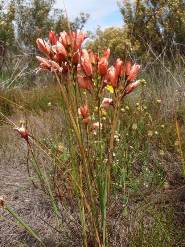 Image of Ixia tenuifolia Vahl