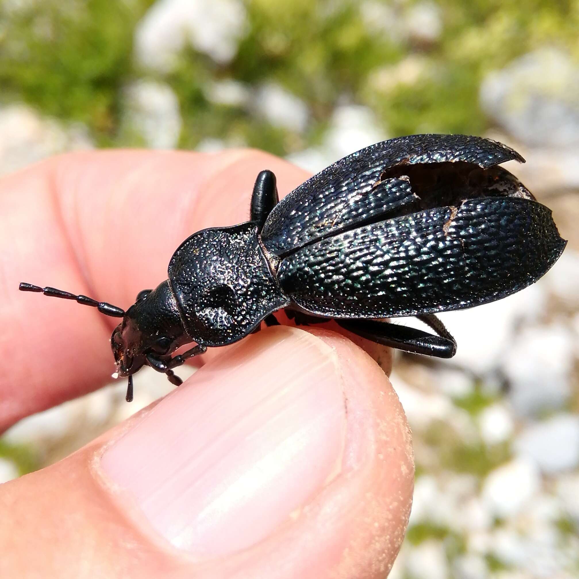 Image of Carabus (Megodontus) croaticus Dejean 1826