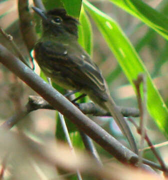 Image of Dusky-tailed Flatbill