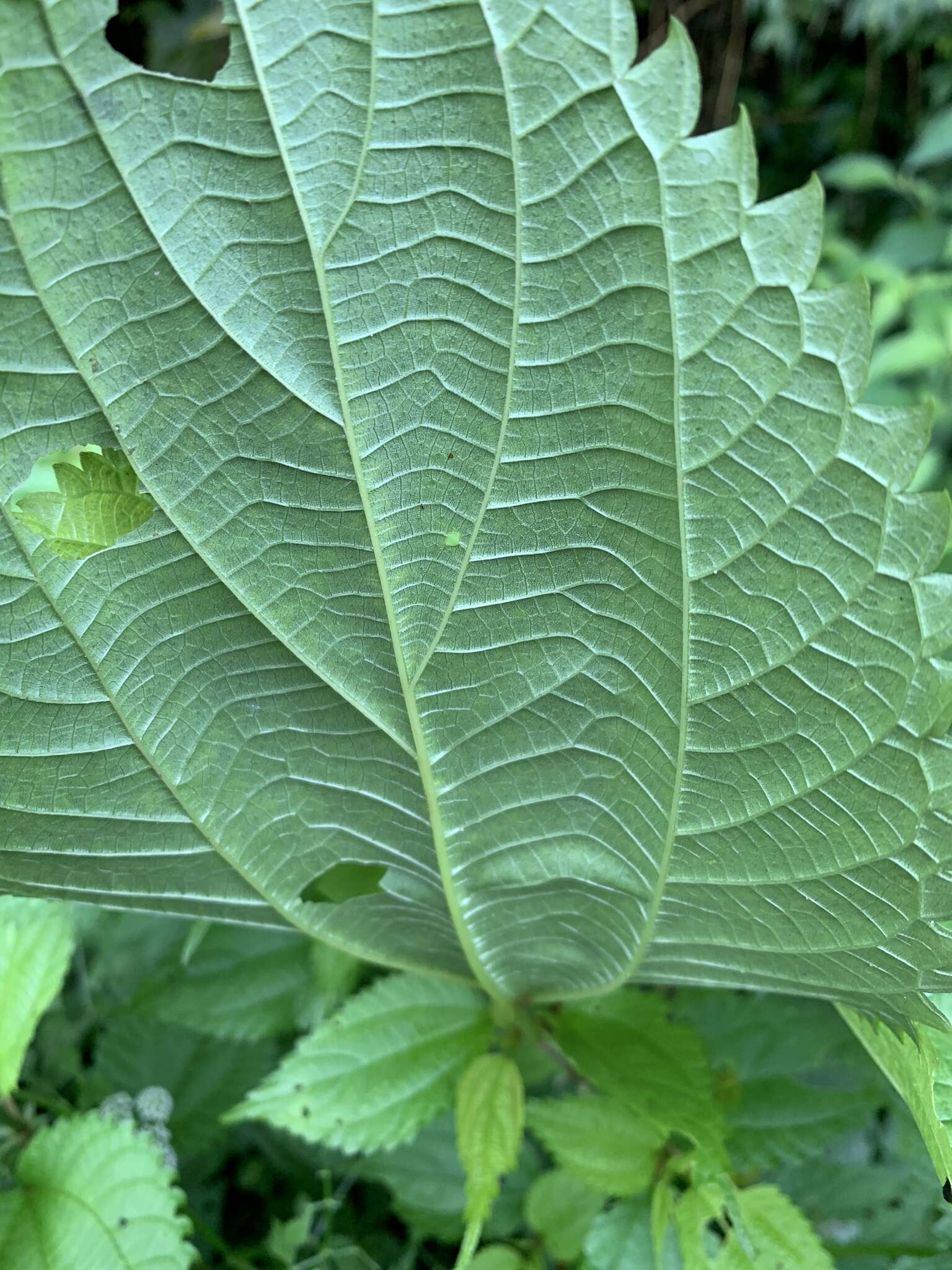 Imagem de Boehmeria sieboldiana Bl.