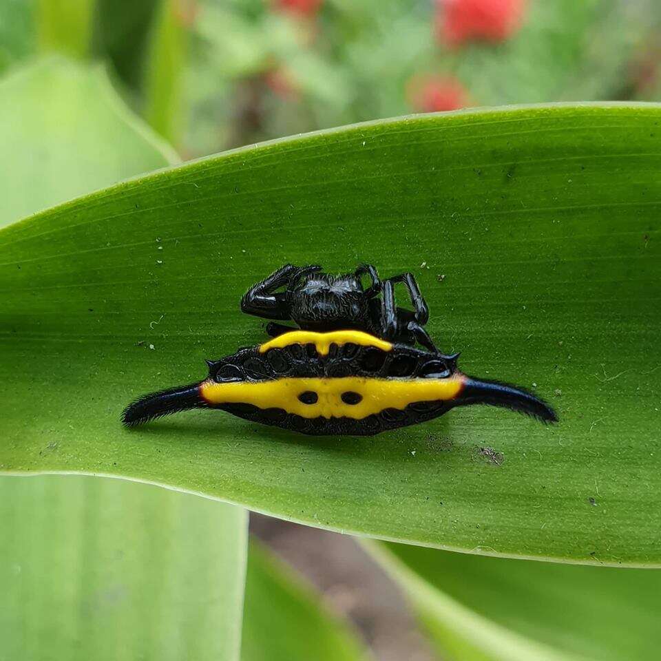 Image of Gasteracantha parangdiadesmia Barrion & Litsinger 1995