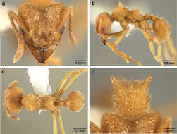 Image of Sericomyrmex radioheadi