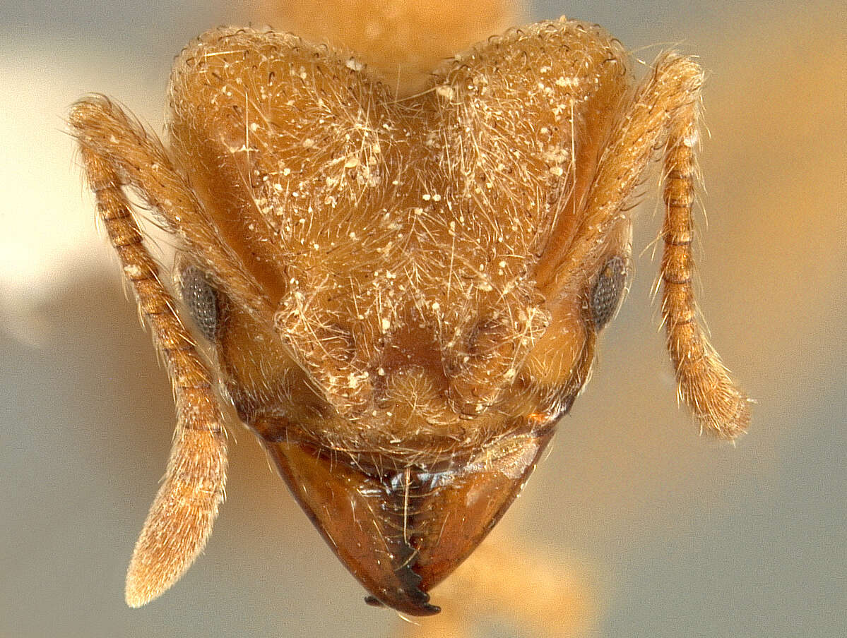 Image of Sericomyrmex radioheadi