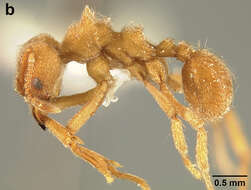 Image of Sericomyrmex radioheadi