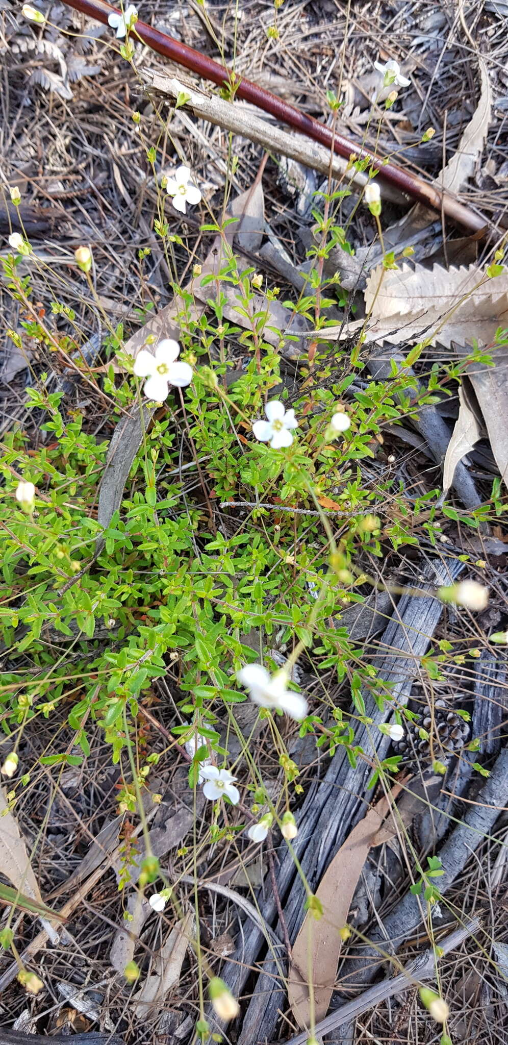 Image of Mitrasacme polymorpha R. Br.