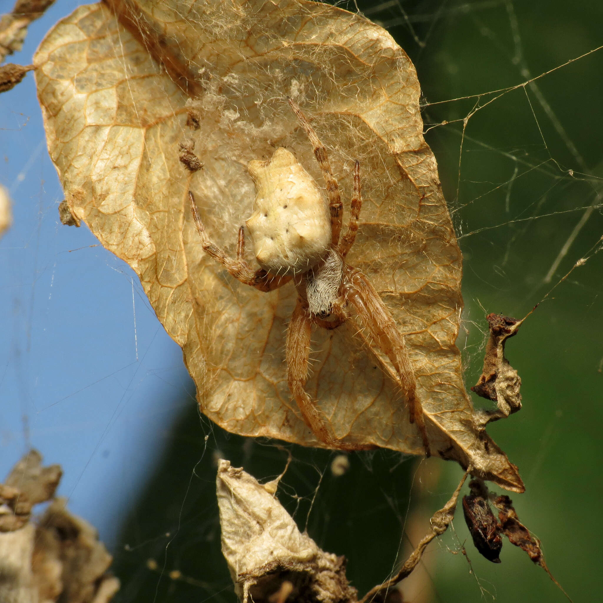 Imagem de Cyrtophora