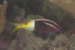 Image of Bicolor goatfish