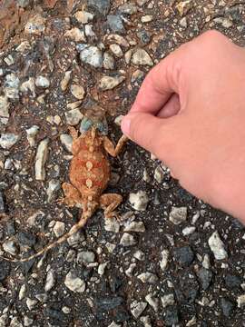 Image of Peters' ground agama