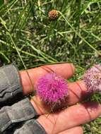 Mimosa quadrivalvis var. latidens (Small) Barneby的圖片