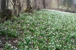 Image of Spring Snowflake