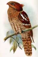 Image of Dulit Frogmouth