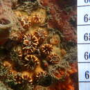 Image of hidden cup coral