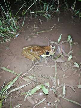 Sivun Trachycephalus cunauaru Gordo, Toledo, Suárez, Kawashita-Ribeiro, Ávila, Morais & Nunes 2013 kuva