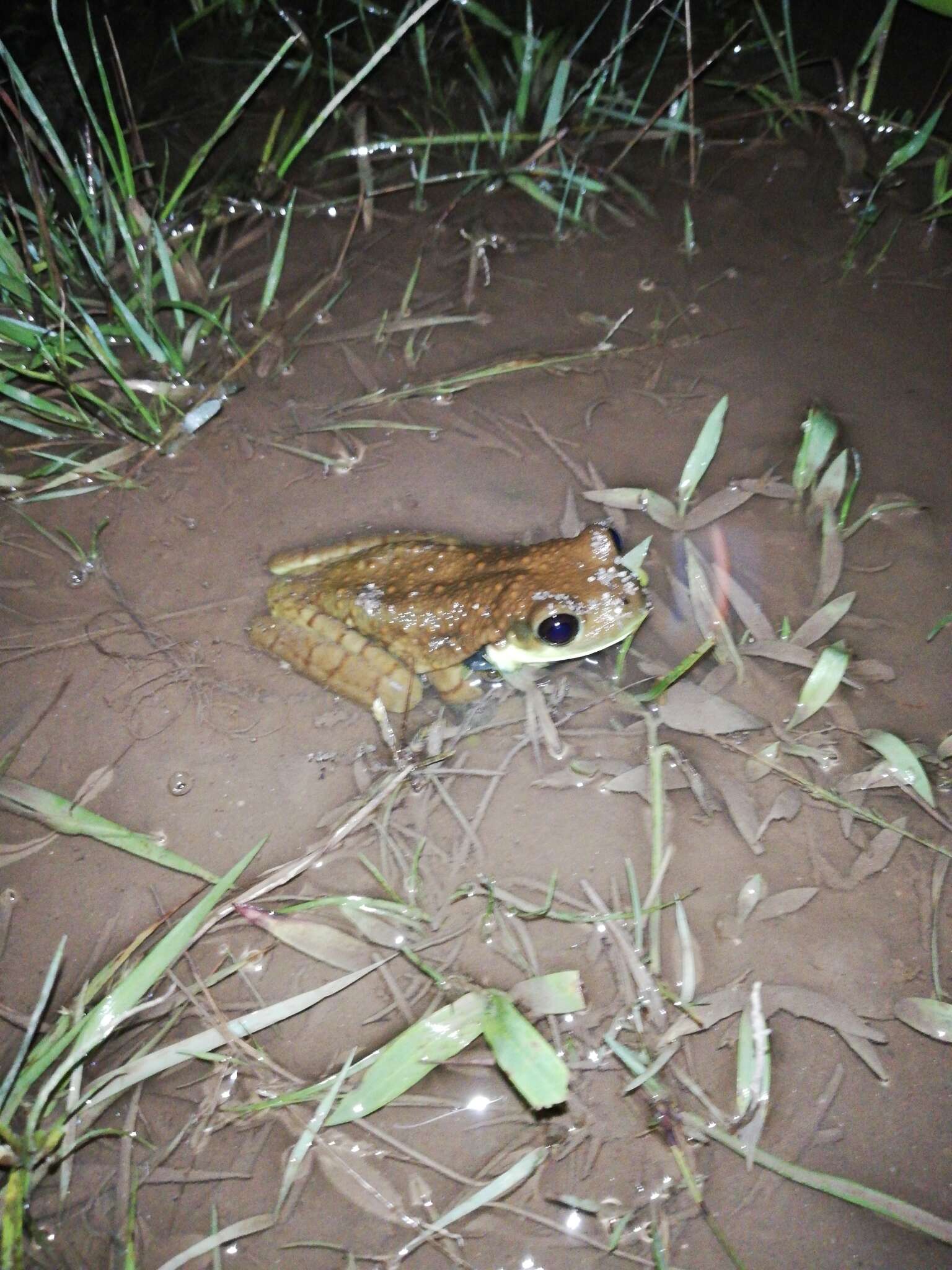 Imagem de Trachycephalus cunauaru Gordo, Toledo, Suárez, Kawashita-Ribeiro, Ávila, Morais & Nunes 2013