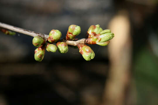 Imagem de Prunus cerasus L.