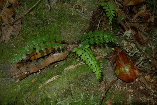 Image of Royal Spleenwort