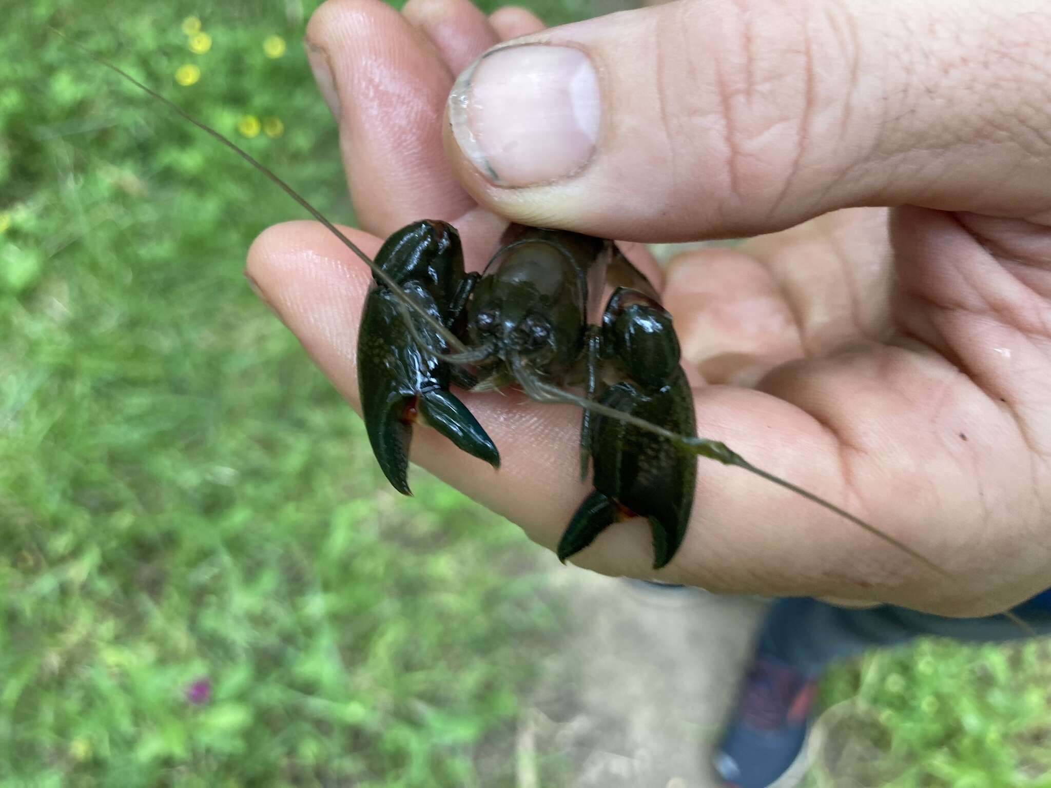 Image of Cherax destructor Clark 1936