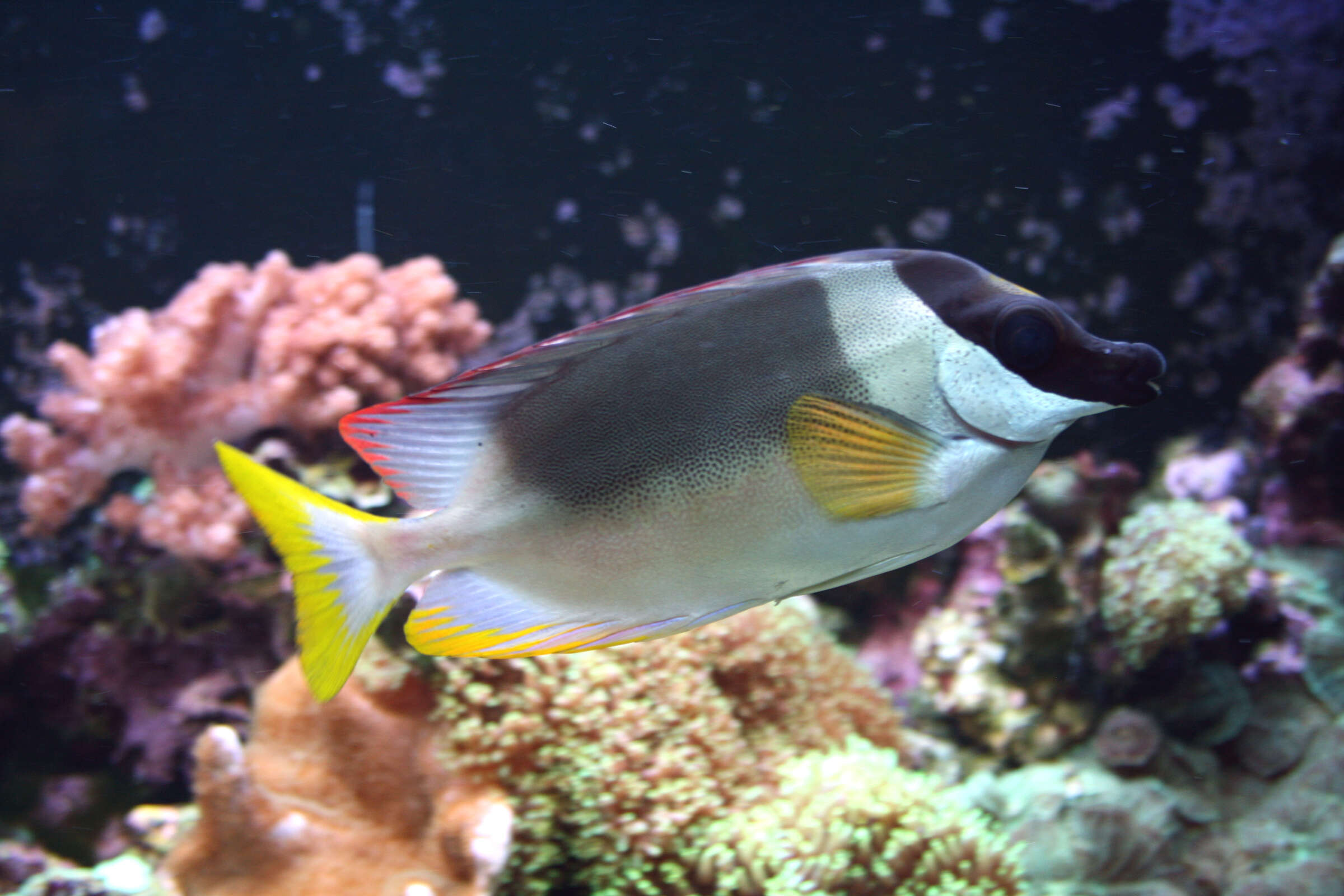 Image of Andaman Fox-face