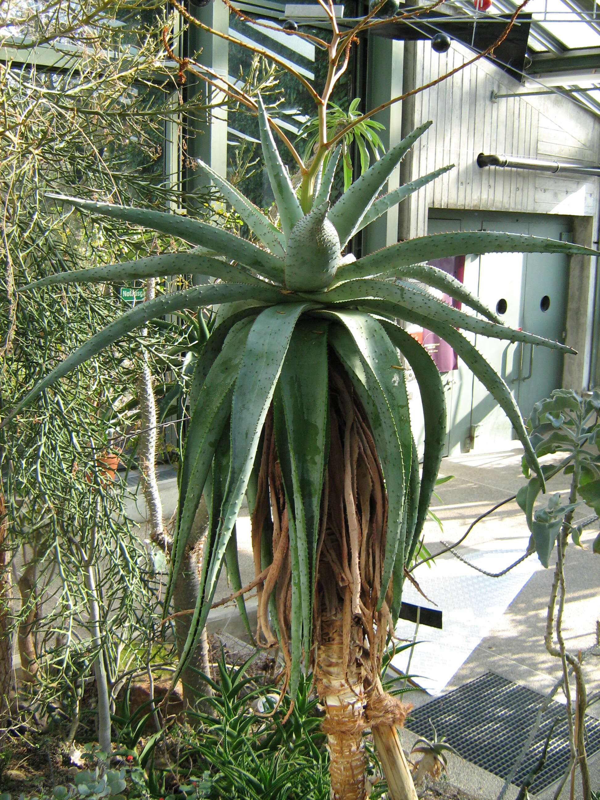 Image of Uitenbage aloe