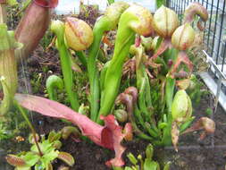 Image of California pitcherplant