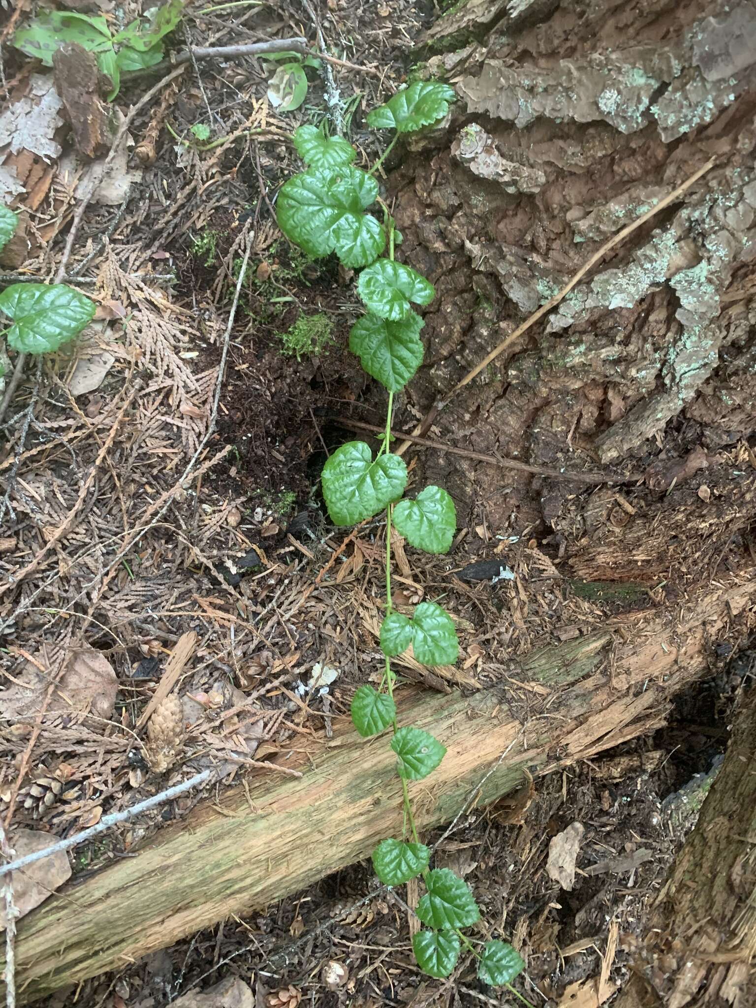 Plancia ëd Rubus nivalis Dougl. ex Hook.