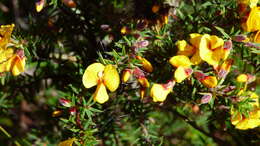 Imagem de Pultenaea juniperina Labill.