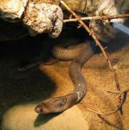 Image of Indian cobra