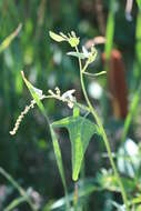 Image of spear saltbush