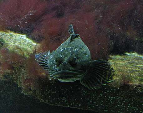 Image of Shorthorn sculpin